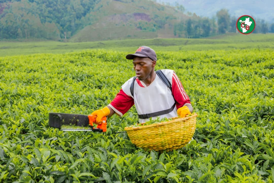 Hand-harvesting tea leaves