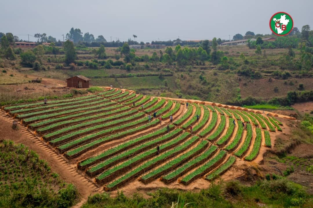 Green tea plantations