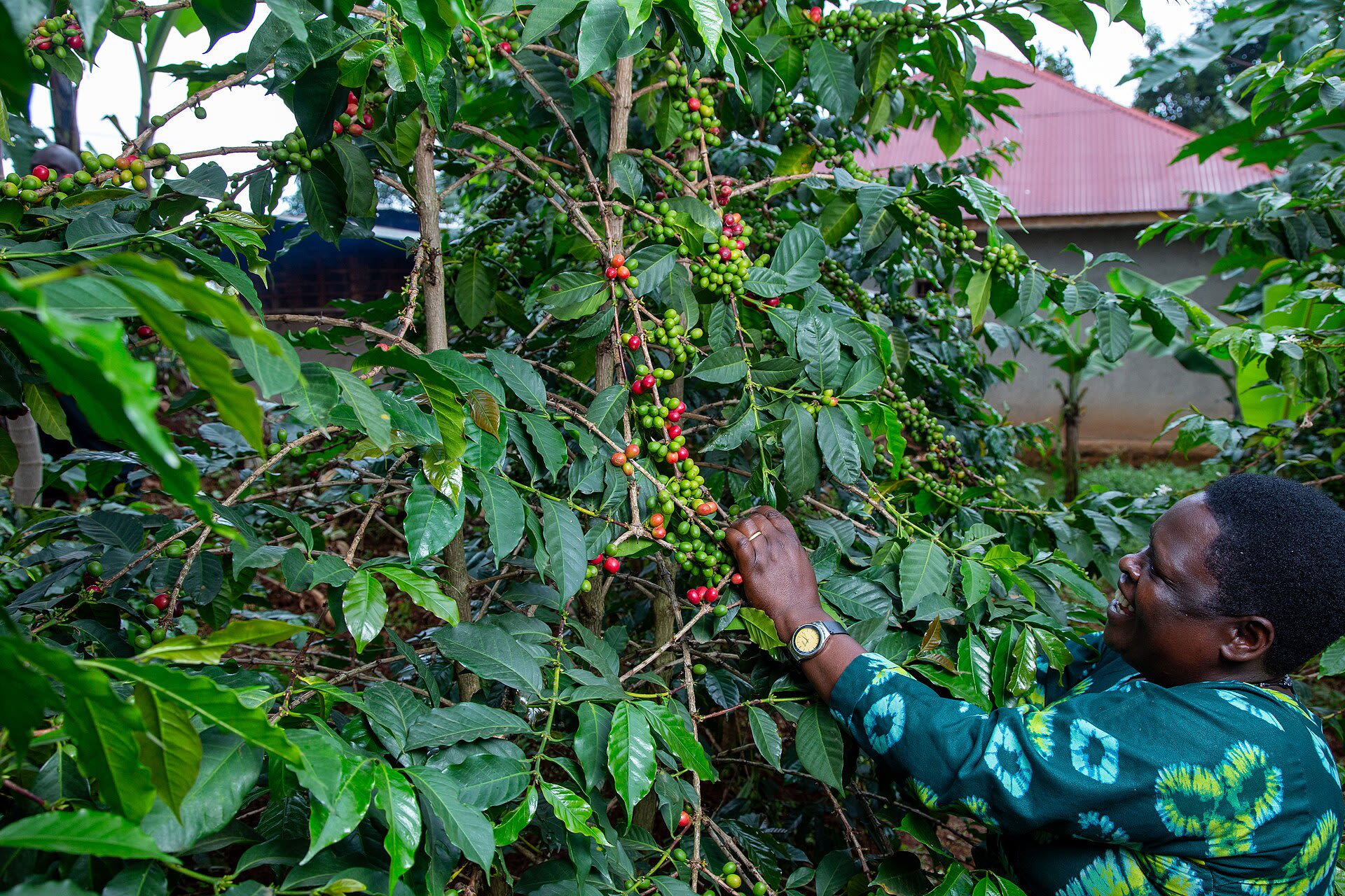 Picking ripe cherries