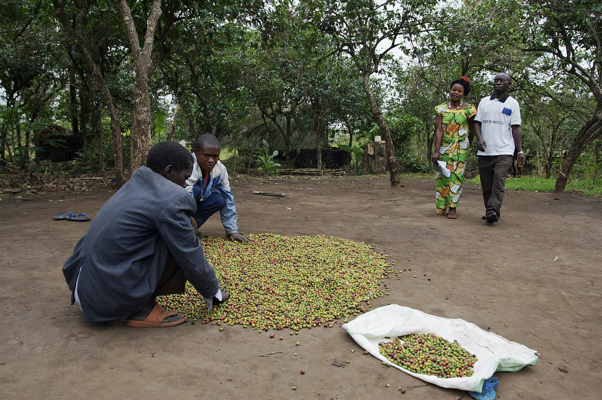 Sorting & drying the harvest