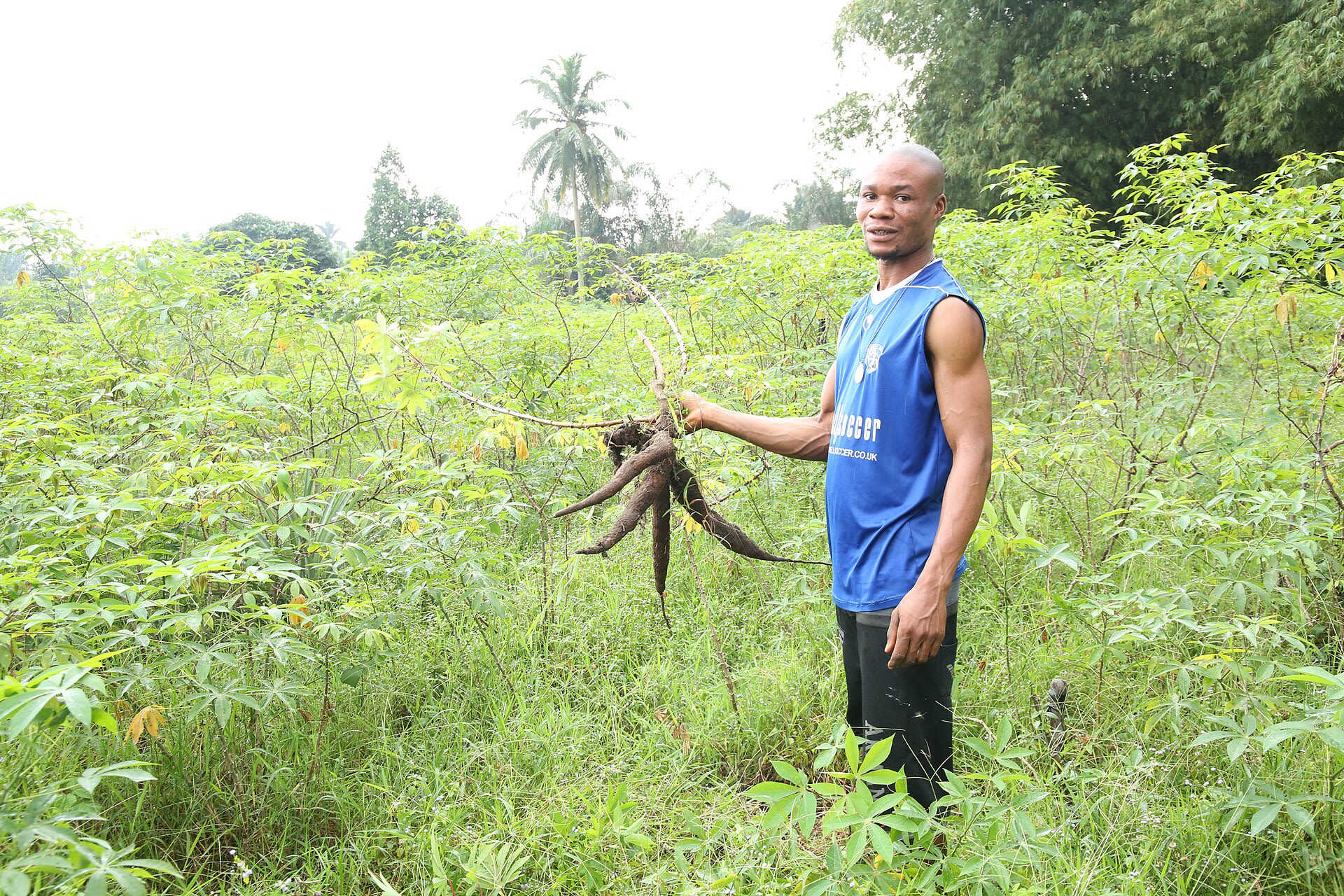 Grower with cassava roots