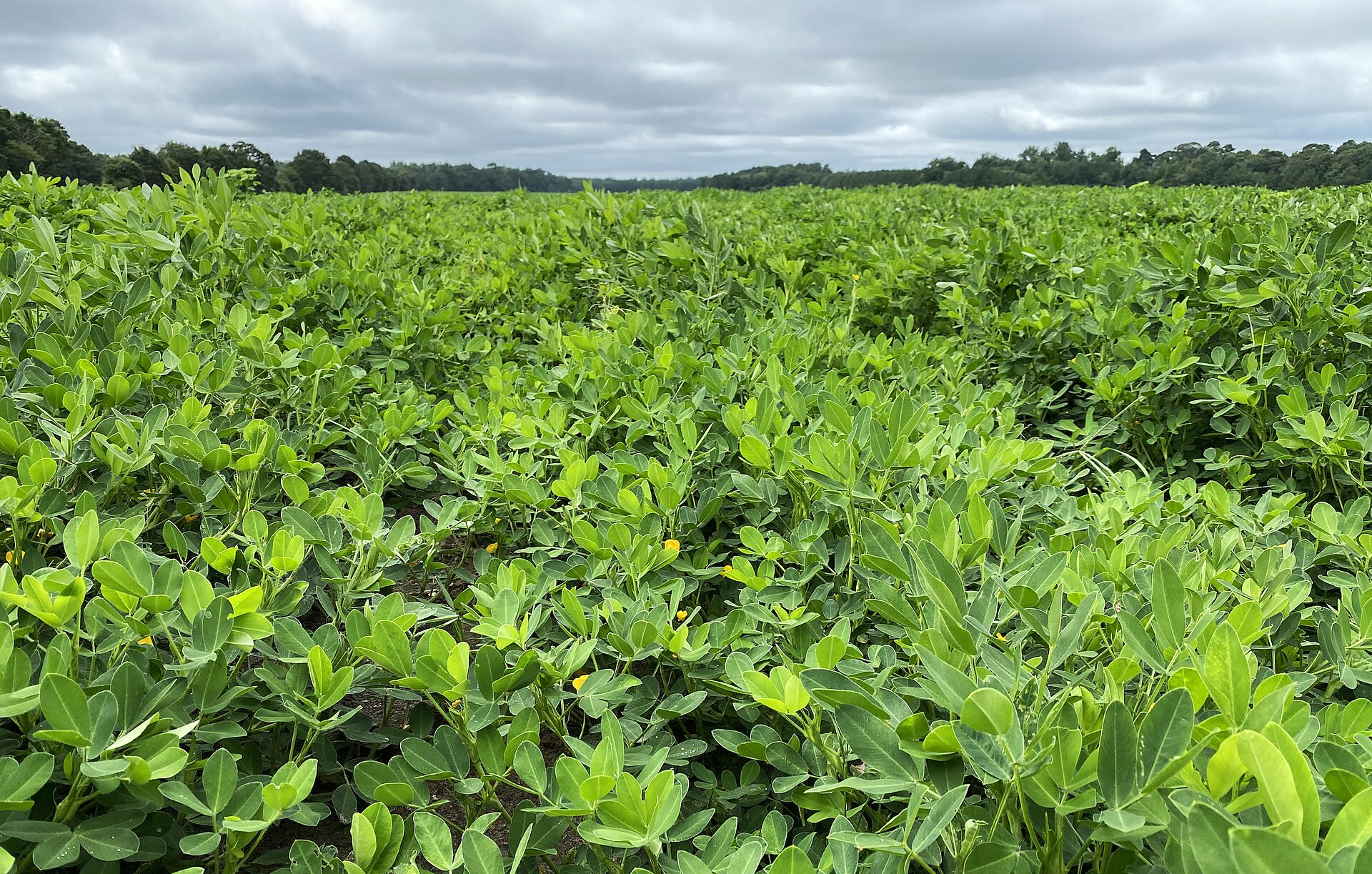 Groundnut field