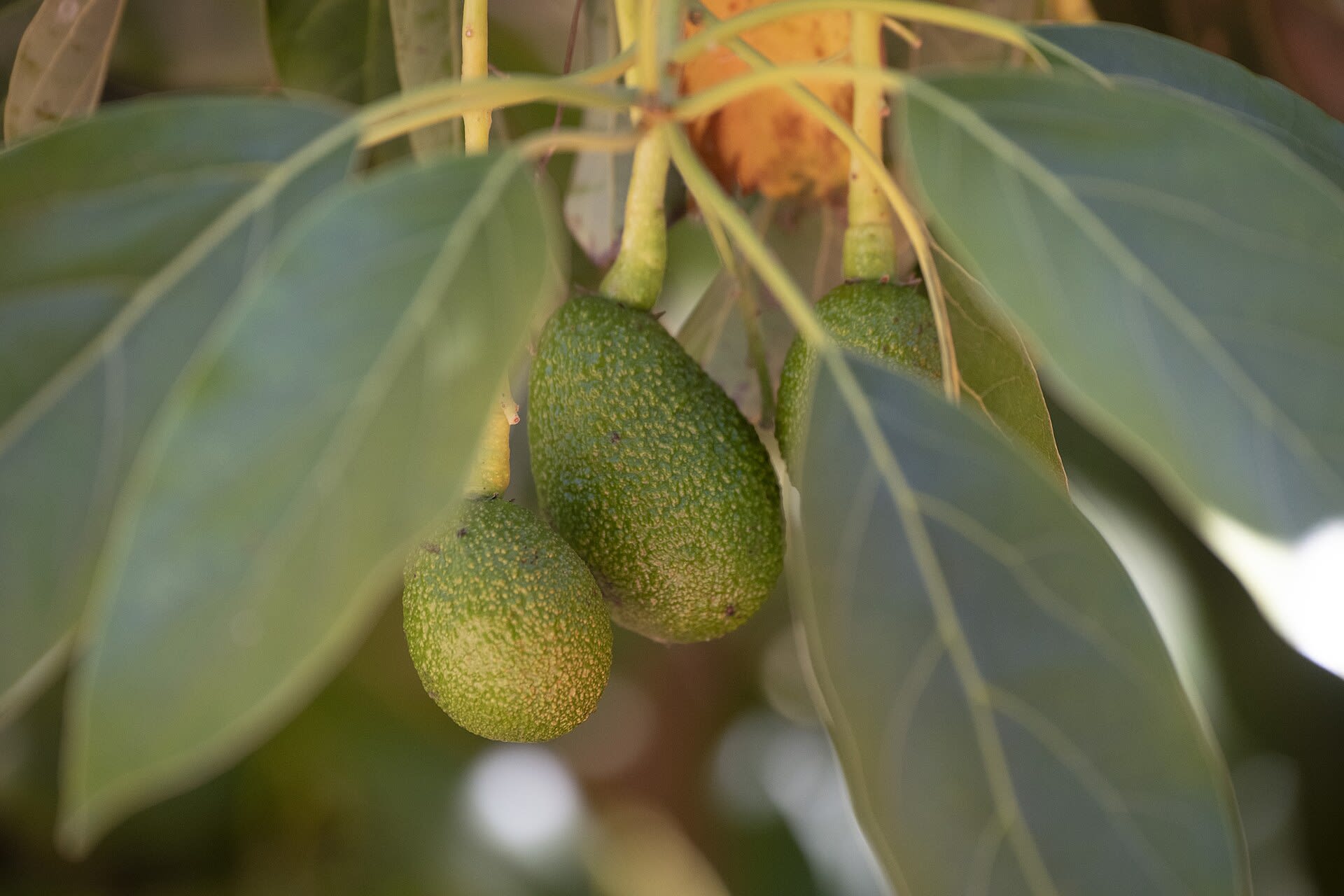 Avocados on the tree