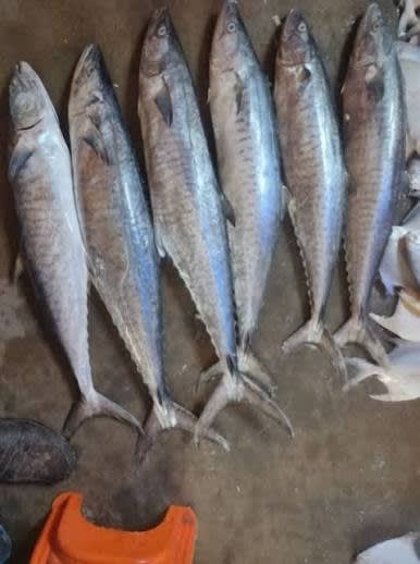 Silver fish