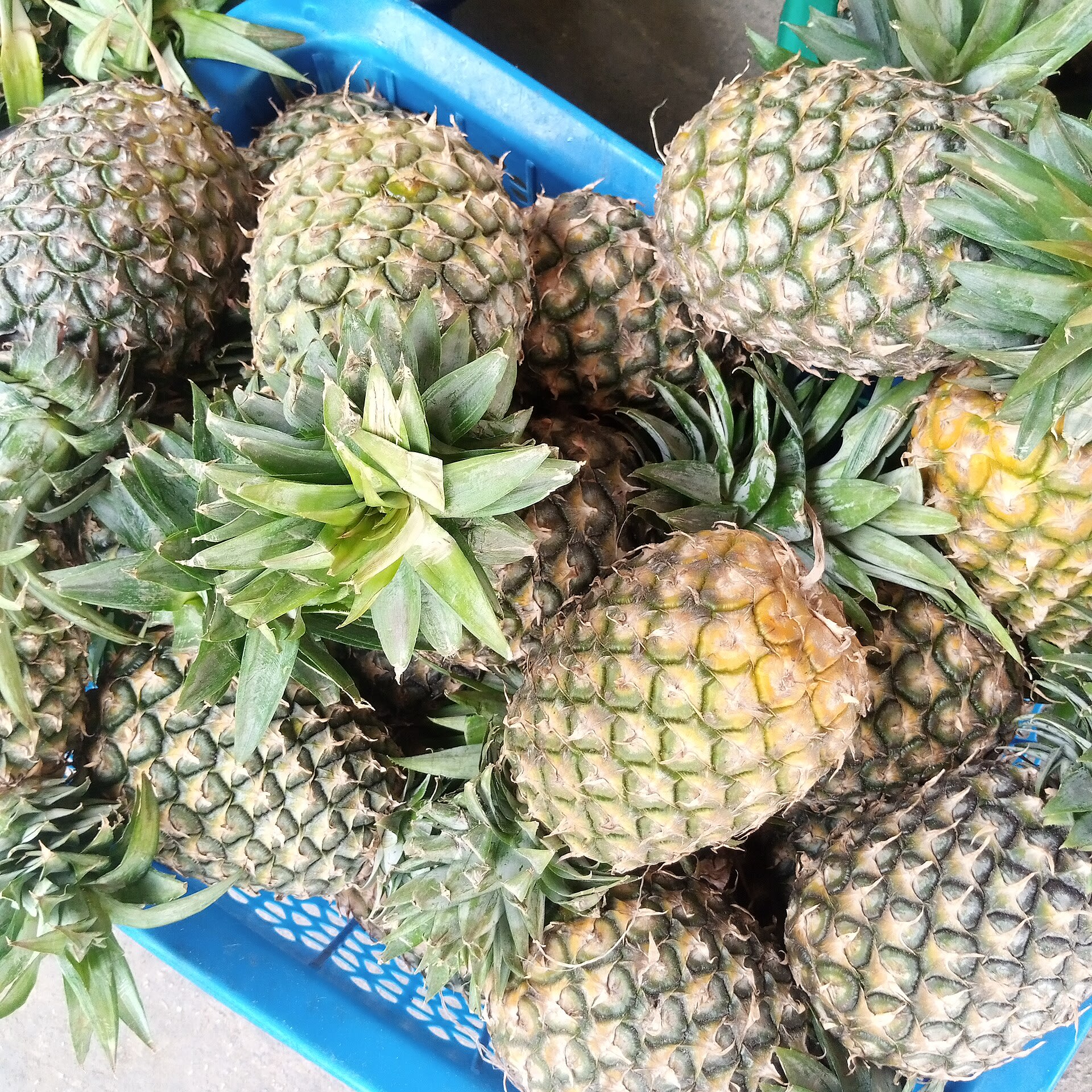 Fresh pineapples