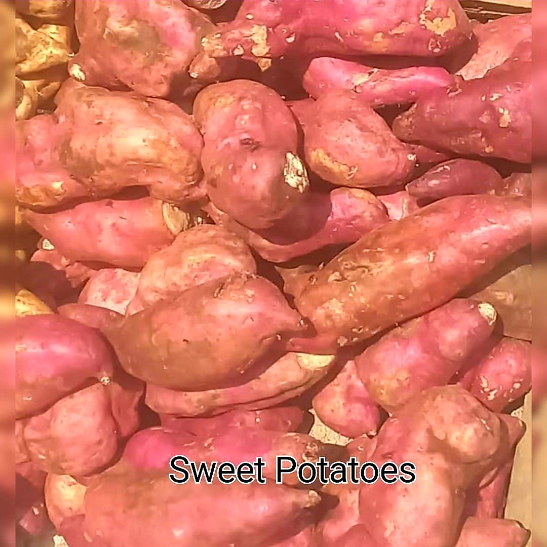Red sweet potatoes